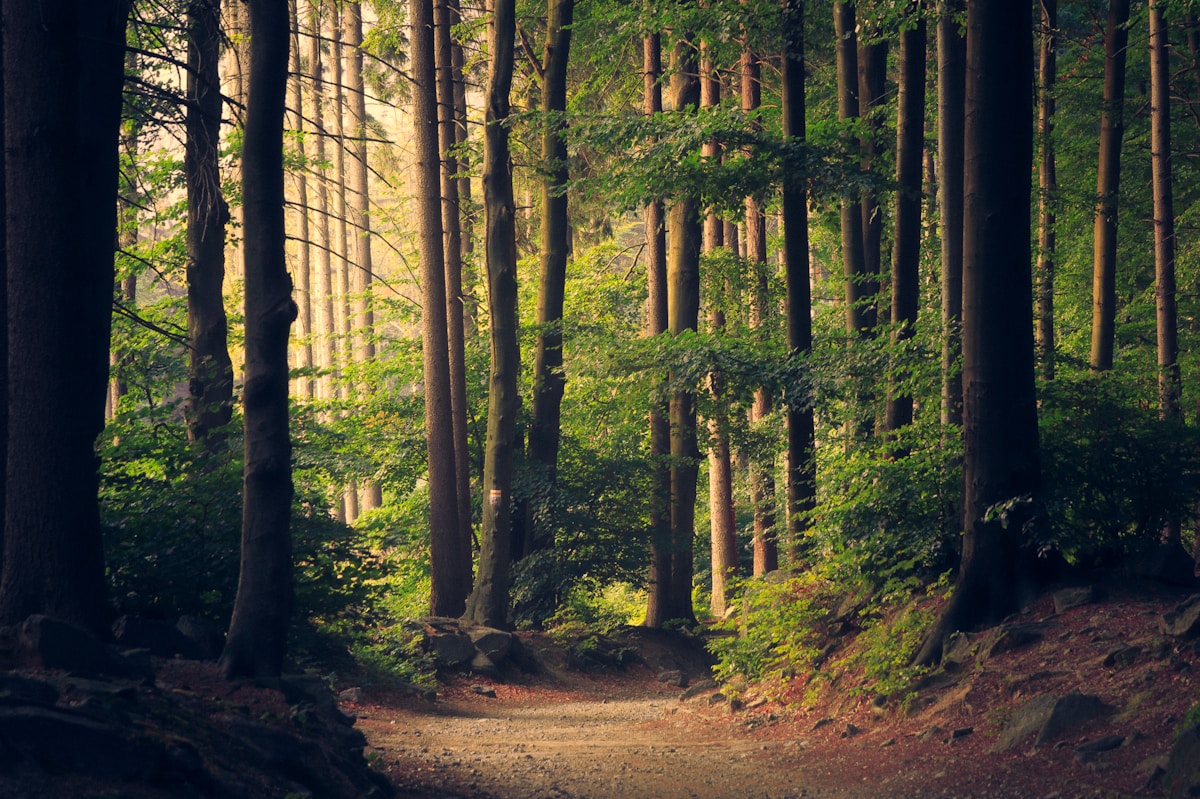 Desmatamento vs. manejo florestal: como comprar madeira pode salvar o meio ambiente
